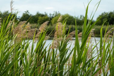 Yumuşak güneş ışığı altında nehir kıyısında büyüyen kabarık kabarık tüylü sazlıklar. Bir yaz günü arka planda sakin su ve ağaçlar.