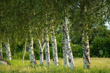 Yeşil bir çayırda duran beyaz kabuklu huş ağaçları grubu. Huzurlu bir orman sahnesinde yaprakların arasından süzülen güneş ışığı..