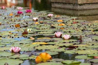 Yeşil ve sarı zambaklarla çevrili huzurlu bir gölette çiçek açan zambaklar, taş yapıların yanında..
