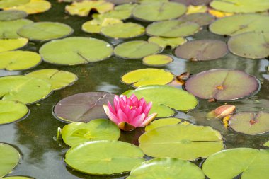 Pembe nilüferler yaz aylarında sakin bir gölet yüzeyinde yeşil nilüferler arasında açan yeşil nilüferler yaz aylarında sakin bir gölet yüzeyinde çiçek açarlar..