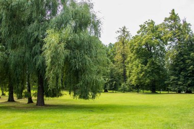 Uzun söğüt ağaçları ve açık gökyüzünün altında parlak yaz çimenleri olan yemyeşil bir park. Şehir ortamında huzurlu doğal bir manzara..