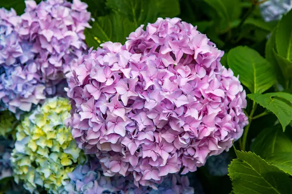 Pembe, mor ve mavi ortanca çiçeklerinin yakın plan çekimi. Yaz bahçesinde canlı yeşil yapraklar..