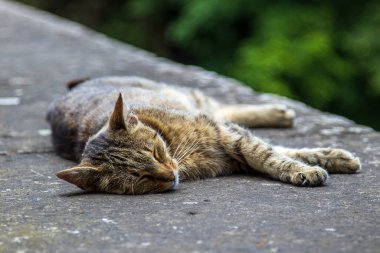 Barışçıl bir tekir kedi açık havada güneşli bir taş yüzeyde kestiriyor, doğayla çevrili sessiz bir anın tadını çıkarıyor. Sükunet ve sıcaklık gizli bir sahnede yakalanır..