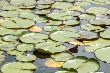 Yüzen yeşil nilüferlerin yakın çekim gölün yüzeyinde ışık ve su dalgalarının yumuşak yansımalarıyla, sakin ve doğal bir atmosferi çağrıştırıyor..