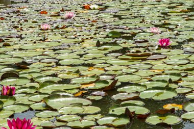 Yeşil nilüferlerle dolu geniş bir gölet manzarası ve çiçek açan pembe ve beyaz nilüferler, durgun su üzerinde yüzen çiçeklerden oluşan doğal bir duvar halısı oluşturur..