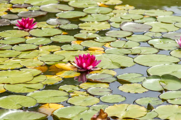 Parlak pembe nilüferler canlı yeşil nilüferler arasında çiçek açar dingin bir gölette, botanik ortamda doğal güzellik ve sükuneti yansıtır..