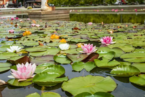 Yeşil nilüferlerle dolu sakin bir gölette çiçek açan renkli nilüferler yazın huzurlu bir bahçe sahnesini yansıtıyor..