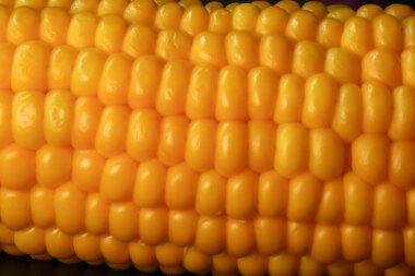 Yatay manzaralı altın renkli mısır koçanı parlak olgun çekirdekleri canlı, sağlıklı bir yiyecek arka planı olarak gösteriyor.