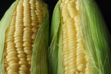 Kısmen kabuklu iki taze mısır koçanı, doğal ışık altında parlak sarı çekirdekleri ve yeşil yaprakları gösteriyor, organik hasat ve sağlıklı besinleri simgeliyor..