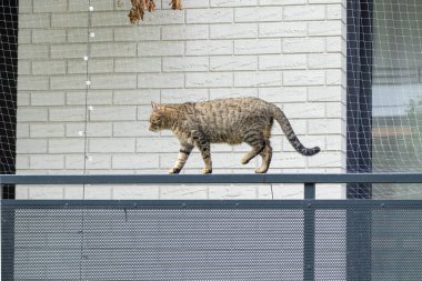 Beyaz tuğla bir duvarın önündeki korkulukta zarif bir şekilde yürüyen tekir kedi, bir güvenlik ağı tarafından korunuyor..