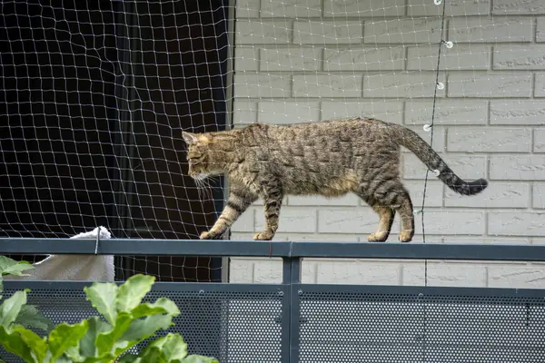 Bir tekir kedi koruyucu ağların arkasında metal bir korkuluk boyunca yürüyor, arkasında beyaz tuğla bir duvar var..