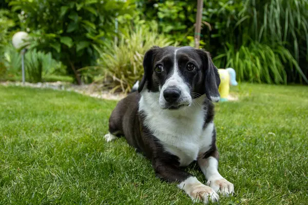Siyah ve beyaz köpek güneşli bir bahçede yeşil çimlerin üzerinde uzanmış, sakin ve meraklı bir ifadeyle kameraya bakıyor, yemyeşil bitkilerle çevrili..
