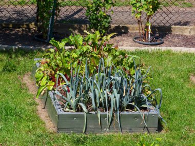 Taze pırasalar ve güneş altında büyüyen pancar yeşillikleri ile yükseltilmiş bahçe yatağı, bahçenin arka bahçesinde düzgünce biçilmiş çimlerle çevrili..