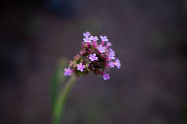 Uzun yeşil saplı ve yumuşak bokeh arkaplanlı küçük mor bir kır çiçeğinin Macro fotoğrafı. Hassas ve renkli çiçekli detaylar, doğal ışıkta çekilmiş..