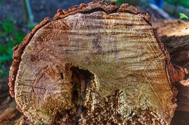 Görünür büyüme halkaları ve detaylı ağaç kabuğu dokusuna sahip bir ağaç kütüğünün yakın plan fotoğrafı. Yaşlanmış yapısını aydınlatan güneş ışığıyla doğal bir ahşap yüzey..