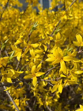 Bahar mevsiminde dallarda parlak sarı forsythia çiçekleri, canlı mevsimsel çiçekleri sergiliyor. Doğa odaklı, çiçekli, bahçıvanlık temaları ya da mevsimlik promosyon malzemeleri için mükemmel