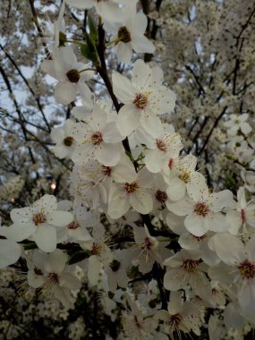 Yakın plan kiraz çiçeği ayrıntıları büyüleyici çiçekleri yakalar, karmaşık dokuların altını çizer, ince renk eğimleri ve doğal güzellik; mevsimsel botanik yaratıcı projeler için ideal