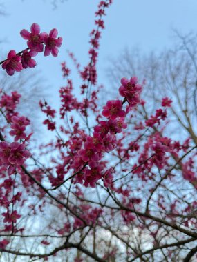Pembe çiçeklerin yakın çekimi, ağaç dallarında canlı beş yapraklı çiçekler sergiliyor. Gıcır gıcır çiçeklerin etkileşimi ve yumuşak, bulanık gökyüzü yaratıcı projeler için çarpıcı bir doğal sanat çalışması yaratır..
