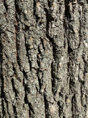 Karmaşık desenleri ve doğal detayları olan sert ağaç kabuklarının yakın çekim dokusu, doğa geçmişi, organik dokular ve çevresel temalar için mükemmel. Otantik, yüksek çözünürlüklü doğa elementleri