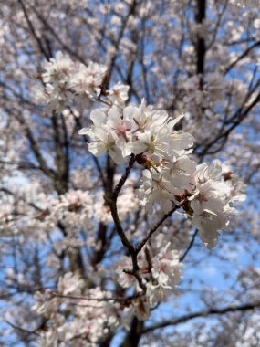Güzel çiçek açan kiraz ağaçlarının dallarını, açık mavi gökyüzüne karşı narin beyaz çiçeklerle kapatın. Bahar temaları, doğa geçmişi ve çiçek tasarımları için mükemmel. Doğada yenilenmeyi yakalar