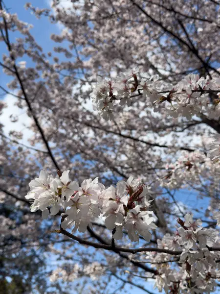Güzel çiçek açan ağaç dallarını, açık mavi gökyüzüne karşı narin beyaz çiçeklerle kapatın. Bahar temaları, doğa geçmişi ve çiçek tasarımları için mükemmel. Yenilenme doğası