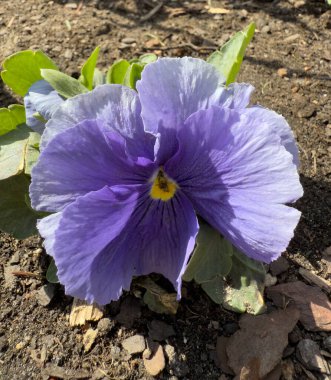 Bahçe toprağında sarı merkezli canlı mor nonoş çiçeği, narin taç yaprakları ve yemyeşil yapraklar sergiliyor. Doğa, bahçecilik, bahar, çiçek güzelliği ve botanik zarafeti için ideal..