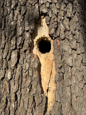Close-up of a tree hollow. Nest of a small bird. Rural view. Woodpecker hole
