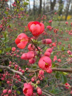 Canlı kırmızı manolya çiçekleri yemyeşil, doğa, botanik ve bahçe temaları için mükemmel. Tazelik, canlılık ve güzelliği çağrıştırıyor. Çiçekli arka planlar, mevsimlik tasarımlar ve organik estetik için mükemmel.
