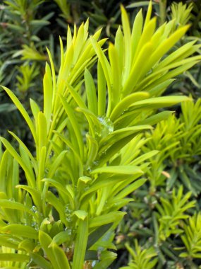 Taxus baccata. Fresh green yew leaves with water droplets, captured in high detail and natural light, ideal for eco-themed projects, clean background layouts, wellness visuals, and botanical branding.