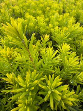 Taxus baccata. Su damlacıkları ile taze yeşil porsuk yaprakları, yüksek detay ve doğal ışık ile yakalanmış, çevre temalı projeler, temiz arka plan düzeni, sağlık görselleri ve botanik markalaşma için ideal.