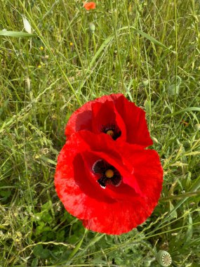 İki kırmızı gelincik, yumuşak yeşil çimlerde kırmızı gelincik çiçekleri.