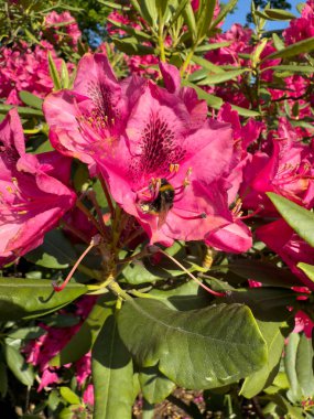 yaban arısı yaz bahçesinde rhododendron çiçeklerini döller.