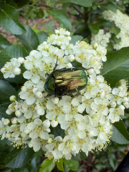 Böcek, çiçeklerin poleniyle besleniyor ve ayrıca çiçekleri tozlaştırıyor.