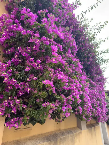 Yürüyüşümde Bougainvillea glabra çiçekleri, Toscana İtalya