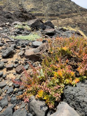 Sedum albümü, genellikle White Stonecrop ya da Jelly Bean Sedum olarak bilinir. Ponta de Sao Lourenco yakınlarındaki bu sulu bitki. Madeira Adası, Portekiz.