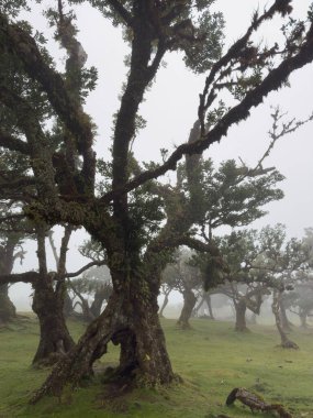 Sisli Fanal Ormanı, Madeira 'da yosunlarla kaplı kadim bükülmüş ağaçlar. Yumuşak ışık ve gizemli atmosferi olan karamsar, rüya gibi bir manzara. Gerçeküstü yürüyüş.