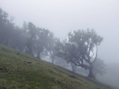 Antik, yamuk yumuk ağaçlarla çevrili Madeira 'daki Fanal ormanı puslu ve sisli bir peçeyle ortaya çıkar. Ruhsal güzelliği, yumuşak, gök ışıltısı, esrarengiz atmosferiyle yıkanmış.