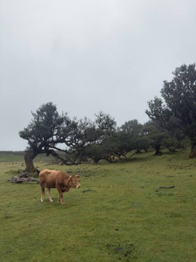 Sisli Fanal Ormanı, Madeira 'da yosunlarla kaplı eski, eğri büğrü ağaçlar. Yumuşak ışık ve gizemli bir atmosferi olan rüya gibi, karamsar bir manzara. Gerçeküstü yürüyüş..