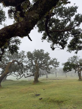Antik, eğri büğrü ağaçlar, sisli peçeyle örtülmüş Fanal Ormanı Madeira 'da gerçeküstü ve rüya gibi bir manzara yaratıyor. Esrarengiz atmosfer onu gerçek üstü yürüyüş deneyimi için ideal kılıyor..