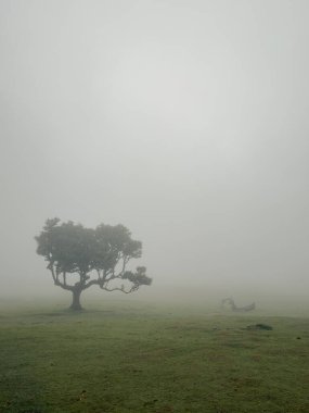 Antik, eğri büğrü ağaçlar, sisli peçeyle örtülmüş Fanal Ormanı Madeira 'da gerçeküstü ve rüya gibi bir manzara yaratıyor. Esrarengiz atmosfer onu gerçek üstü yürüyüş deneyimi için ideal kılıyor..
