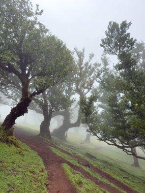 Sisli Fanal Ormanı, Madeira 'da yosunlarla kaplı eski, eğri büğrü ağaçlar. Yumuşak ışık ve gizemli bir atmosferi olan rüya gibi, karamsar bir manzara. Gerçeküstü yürüyüş..
