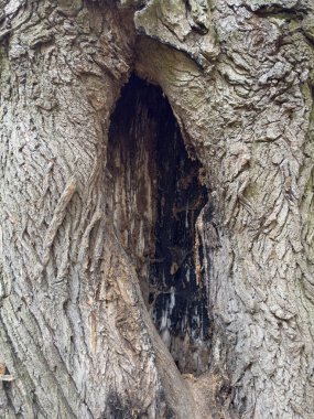 Derin oyuk içeren eski ağaç kabuğunun ayrıntılı makrosu, rustik tasarımlar, ahşap doku arka planı, çevresel temalar ve doğadan ilham alan görsel içerik yaratıcıları için mükemmel.