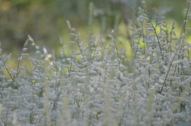 Sabah Işığıyla Odaklanan Vahşi Çimen