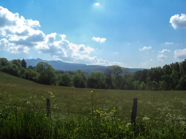 Tüylü beyaz bulutları olan parlak mavi bir gökyüzünün altında yemyeşil bir tarlaya sahip manzaralı bir manzara. Arka planda, yuvarlanan tepeler ve ağaçlar resim gibi bir manzara yaratıyor..