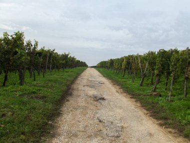 Bulutlu bir gökyüzünün altında, her iki tarafında yemyeşil üzüm bağları olan çakıllı bir yol. Yol bizi uzaklara götürüyor, asma sıralarını sergiliyor..