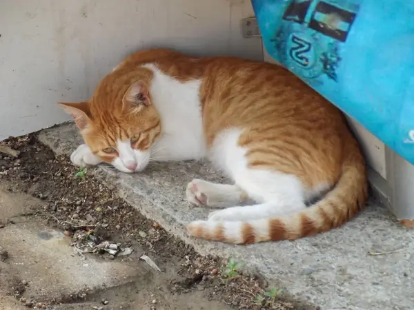Bir kızıl ve beyaz kedi, taş bir yüzey üzerinde dinleniyor, başı pençelerinin üzerinde kıvrılıyor. Arka planda mavi bir çanta ve dağınık enkaz var..