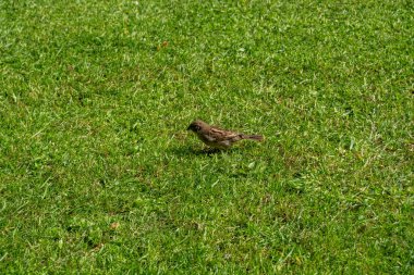 Küçük kahverengi bir kuş yemyeşil bir çimenlikte yürüyor. Kuş otların arasında yiyecek arıyor..
