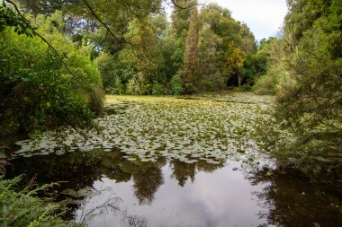 Bereketli yeşilliklerle çevrili sakin bir gölet. Yüzen zambaklar ve sudaki ağaçların yansımaları..