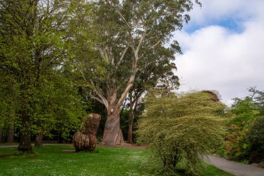Daha küçük ağaçlar ve çalılar da dahil olmak üzere yemyeşil yemyeşil ağaçlarla çevrili büyük bir okaliptüs ağacının yer aldığı sakin bir park sahnesi. Gökyüzü parçalı bulutlu, sakin bir atmosfer yaratıyor..