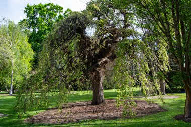 Yeşillik bir parkta uzun, sarkık dalları olan büyük, ağlayan bir söğüt ağacı. Ağaç çimenler ve diğer ağaçlarla çevrili, sakin bir doğal ortam yaratıyor..